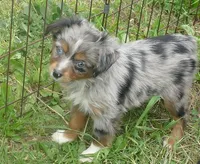 LIL Starnight BMF, a female Toy Australian Shepherd for sale in Portland, OR – 1 of 5