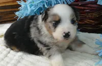dbreezetu bmm, a male Miniature Australian Shepherd for sale in Portland, OR – Photo 2 of 3