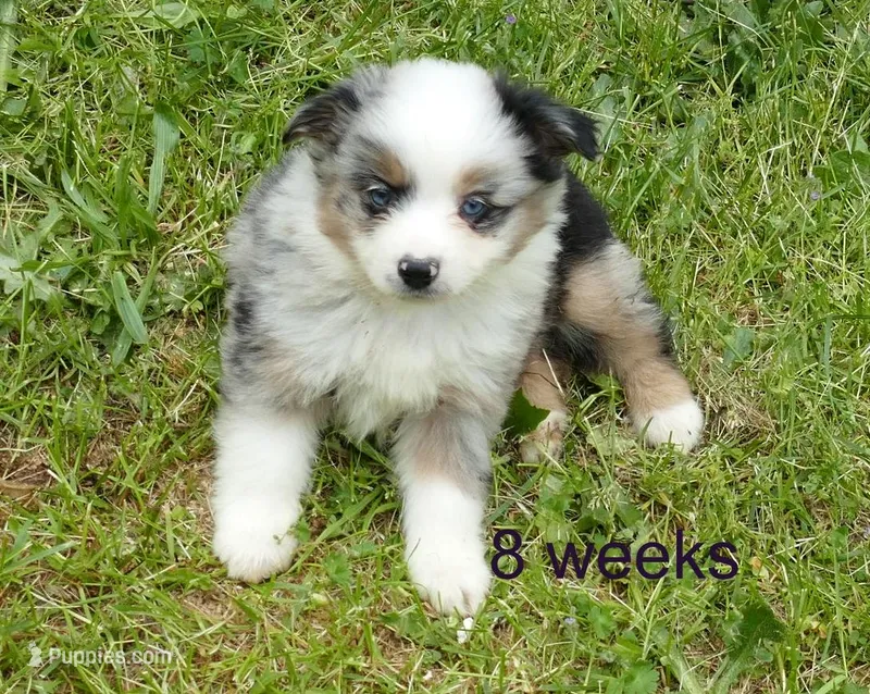 dbreezetu bmm – Toy Australian Shepherd puppy for sale in Portland, OR