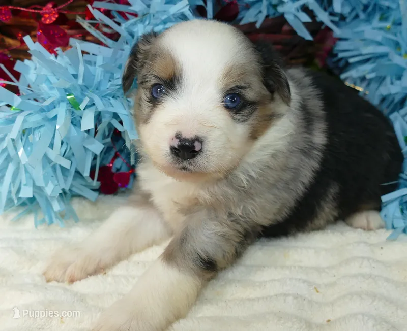 dbreezetu bmm – Miniature Australian Shepherd puppy for sale in Portland, OR