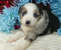 dbreezetu bmm, a male Miniature Australian Shepherd for sale in Portland, OR – Photo 1 of 3