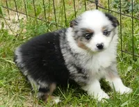 dbreezetu bmm, a male Toy Australian Shepherd for sale in Portland, OR – 2 of 5