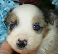 dbreezetu bmm, a male Miniature Australian Shepherd for sale in Portland, OR – Photo 3 of 3