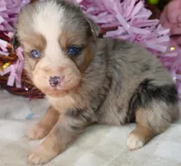 Grace-ci Bellle BMF2, a female Miniature Australian Shepherd for sale in Portland, OR – 1 of 3