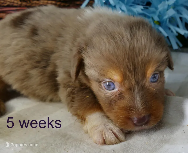 FR ROSE RMM – Toy Australian Shepherd puppy for sale in Portland, OR