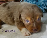 FR ROSE RMM, a male Toy Australian Shepherd for sale in Portland, OR – 1 of 2