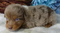 FR ROSE RMM, a male Toy Australian Shepherd for sale in Portland, OR – 2 of 2