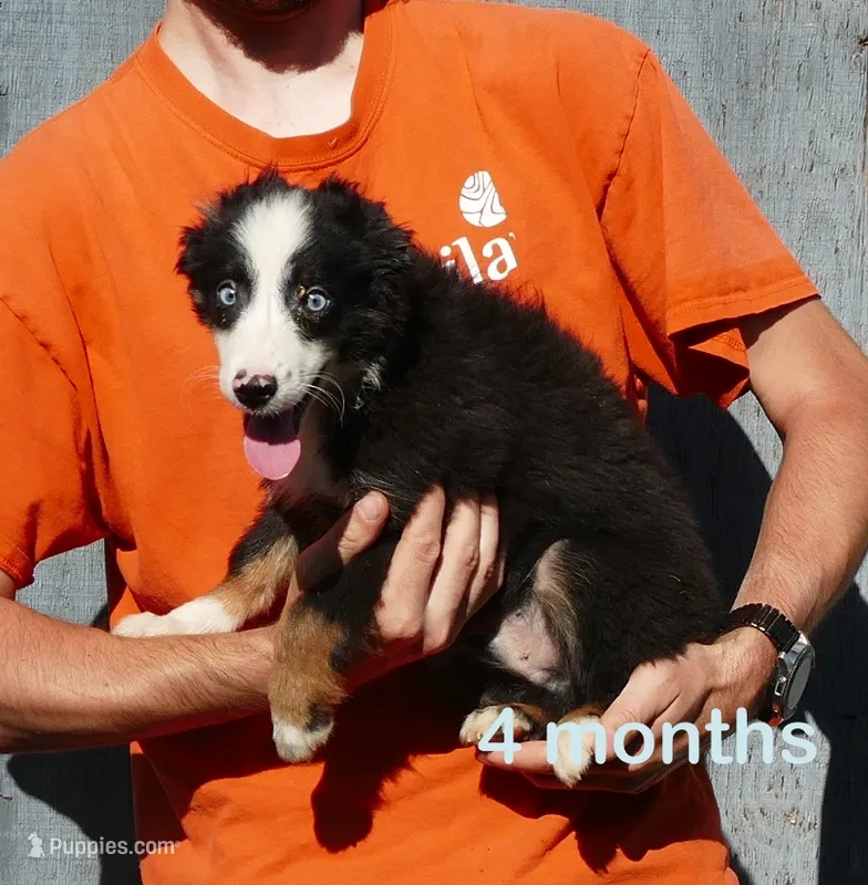 Lil Rustyrose BTM -long tail – Toy Australian Shepherd puppy for sale in Portland, OR