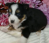 il twibelle btf1, a female Miniature Australian Shepherd for sale in Portland, OR – Photo 3 of 3