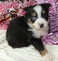 il twibelle btf1, a female Miniature Australian Shepherd for sale in Portland, OR – Photo 2 of 3