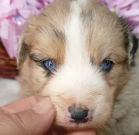 Grace-ci Belle BMF1, a female Miniature Australian Shepherd for sale in Portland, OR – 3 of 3