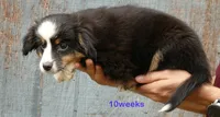 Lucytub- BTM with tail, a male Miniature Australian Shepherd for sale in Portland, OR – 2 of 3