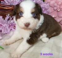 FR-Daisey RTF1, a female Toy Australian Shepherd for sale in Portland, OR – 1 of 3