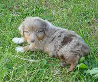 FR ROSE RMM, a male Toy Australian Shepherd for sale in Portland, OR – 2 of 4