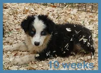 Grace-ci BLue BTM2, a male Miniature Australian Shepherd for sale in Portland, OR – 2 of 3