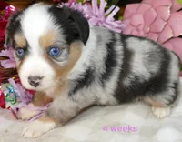 Lil Starb BMF2, a female Toy Australian Shepherd for sale in Portland, OR – 1 of 3