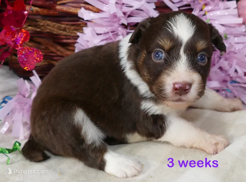 FR-Rose RTF2 – Toy Australian Shepherd puppy for sale in Portland, OR