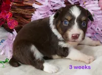 FR-Rose RTF2, a female Toy Australian Shepherd for sale in Portland, OR – 1 of 3