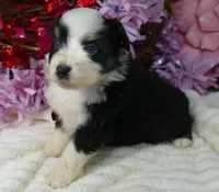 dbreezetu btf1, a female Miniature Australian Shepherd for sale in Portland, OR – Photo 2 of 3