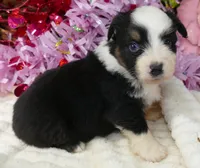 dbreezetu btf1, a female Miniature Australian Shepherd for sale in Portland, OR – Photo 1 of 3
