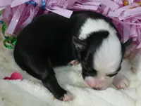 dbreezetu btf1, a female Miniature Australian Shepherd for sale in Portland, OR – Photo 3 of 3