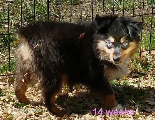 Lil triskey-el Btf – Toy Australian Shepherd puppy for sale in Portland, OR