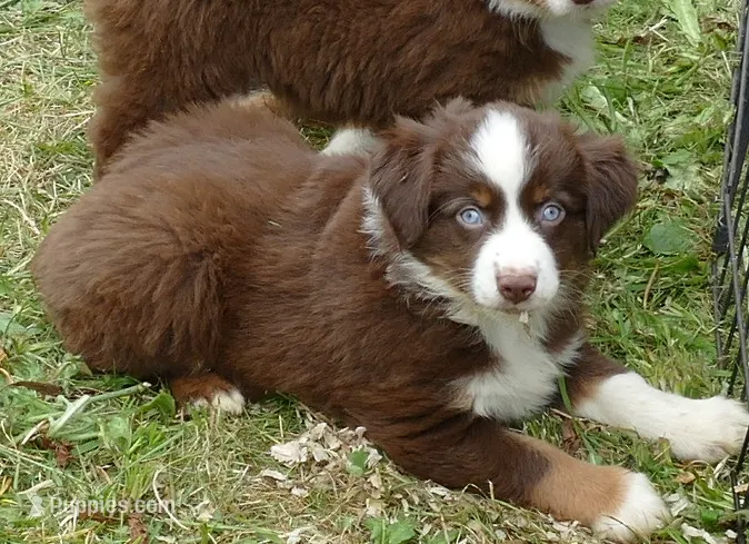 Rustybelle RTM1 – Miniature Australian Shepherd puppy for sale in Portland, OR