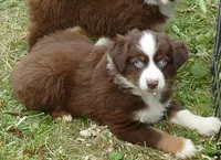 Rustybelle RTM1, a male Miniature Australian Shepherd for sale in Portland, OR – 1 of 3