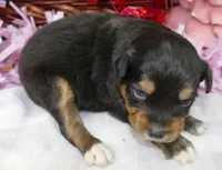 Lil Starnight btf, a female Toy Australian Shepherd for sale in Portland, OR – 2 of 2