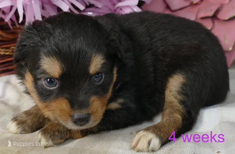 Lil Starnight btf – Toy Australian Shepherd puppy for sale in Portland, OR