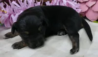 FR-Rose BTF with tail, a female Toy Australian Shepherd for sale in Portland, OR – 2 of 2