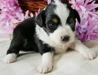 Lil Starb BTF, a female Toy Australian Shepherd for sale in Portland, OR – 3 of 4