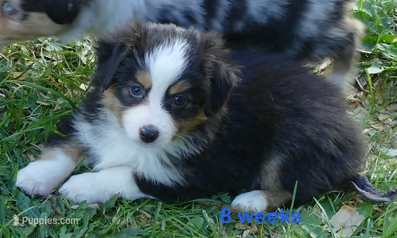 Lil Starb BTM2 – Toy Australian Shepherd puppy for sale in Portland, OR