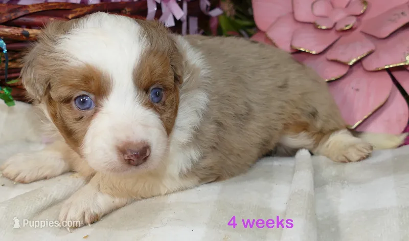 Mistyblue red merle female 1  – Miniature Australian Shepherd puppy for sale in Portland, OR