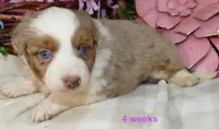Mistyblue red merle female 1 , a female Miniature Australian Shepherd for sale in Portland, OR – 1 of 4