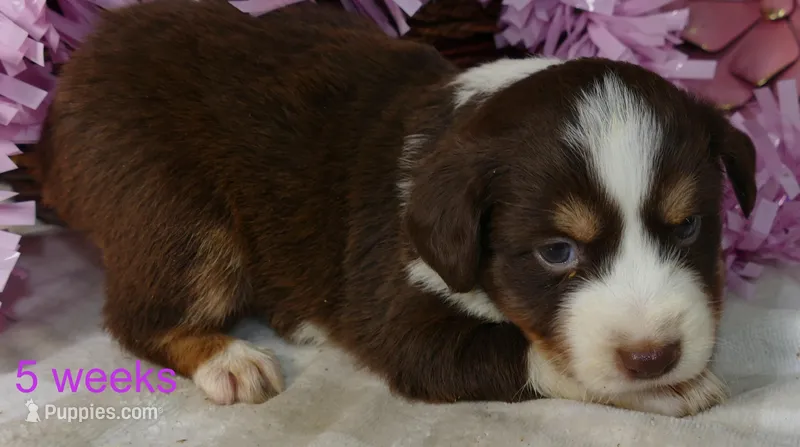 FR rose RTF2 – Miniature Australian Shepherd puppy for sale in Portland, OR