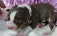 FR rose RTF2, a female Miniature Australian Shepherd for sale in Portland, OR – 2 of 2