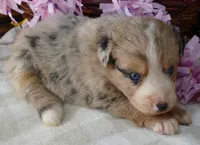 Grace-ci Belle BMF1, a female Miniature Australian Shepherd for sale in Portland, OR – 2 of 3