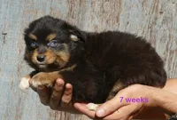 Lil triskey-el Btf, a female Toy Australian Shepherd for sale in Portland, OR – 1 of 5