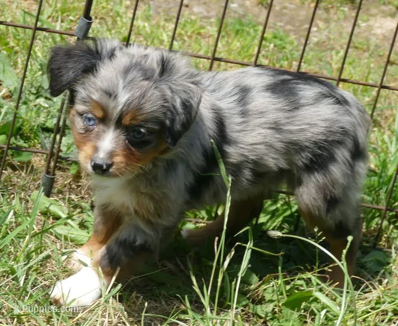 LIL Starnight BMF – Toy Australian Shepherd puppy for sale in Portland, OR