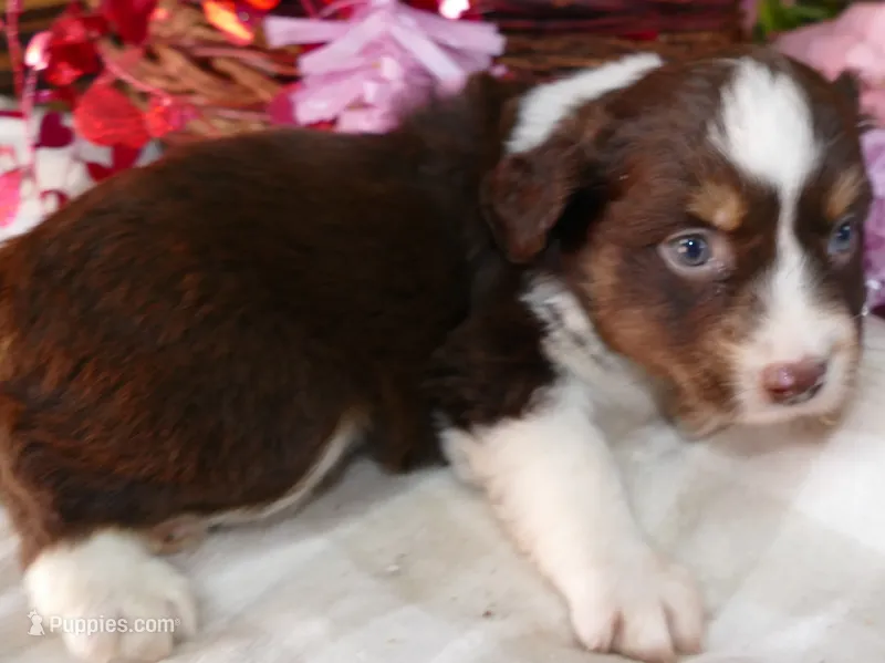 FR-Rose RTF2 – Toy Australian Shepherd puppy for sale in Portland, OR
