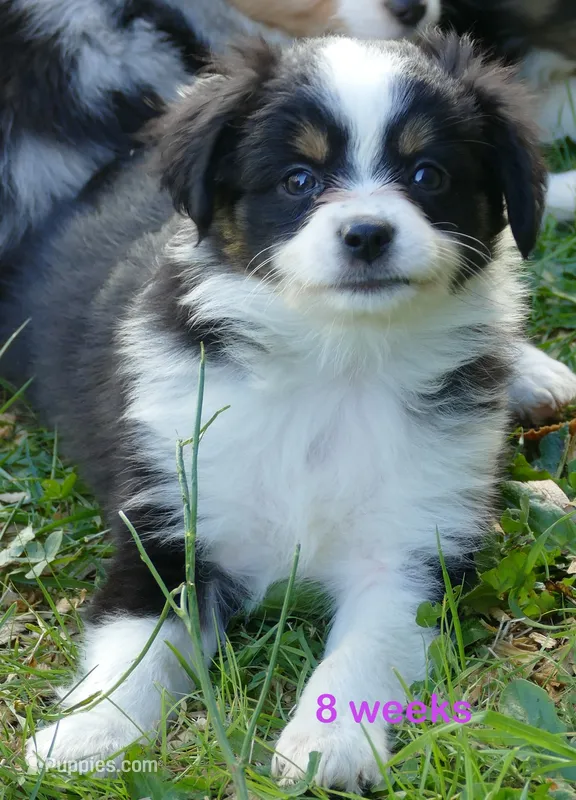 Lil Starb BTF – Toy Australian Shepherd puppy for sale in Portland, OR