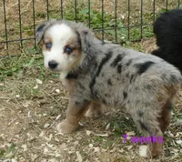 Grace-ci BLue BMF1, a female Miniature Australian Shepherd for sale in Portland, OR – 3 of 3