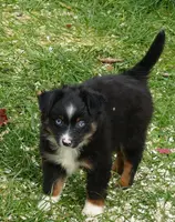 rubyrose btm, a male Toy Australian Shepherd for sale in Portland, OR – Photo 1 of 3