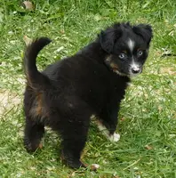rubyrose btm, a male Toy Australian Shepherd for sale in Portland, OR – Photo 3 of 3