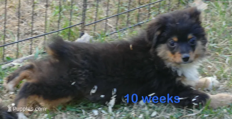 Lil Dustyrose BTM2 – Toy Australian Shepherd puppy for sale in Portland, OR