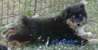 Lil Dustyrose BTM2, a male Toy Australian Shepherd for sale in Portland, OR – 2 of 5