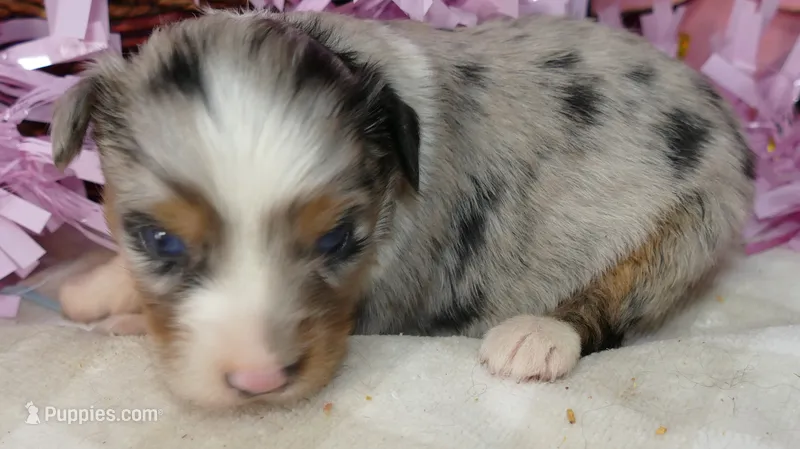 Lil triskey-el BMF1 – Toy Australian Shepherd puppy for sale in Portland, OR