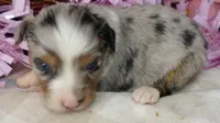 Lil triskey-el BMF1, a female Toy Australian Shepherd for sale in Portland, OR – 1 of 3