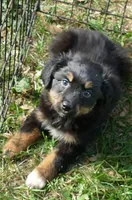 FR -Daisey BTM, a male Toy Australian Shepherd for sale in Portland, OR – 4 of 4